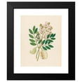 thumbnail image 2 of Clemenz Heinrich Wehdemann 12x14 Black Modern Framed Museum Art Print Titled - Schotia Nov. Sp. (Schotia Latifolia) (1817), 2 of 5