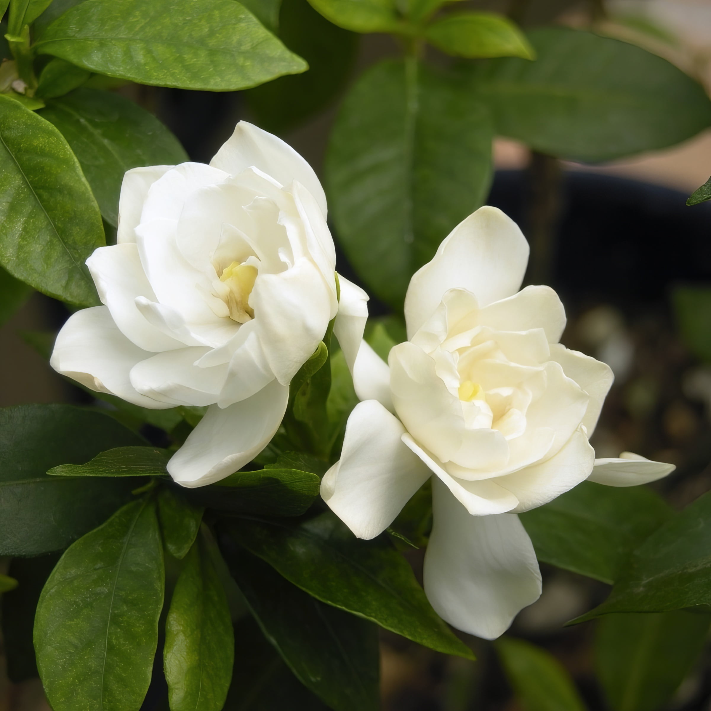 1 gal Gardenia 'August Beauty' Live Shrub with Partial Sunlight