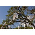 thumbnail image 2 of Illg, Cathy and Gordon 24x17 Black Ornate Wood Framed with Double Matting Museum Art Print Titled - FL, Anastasia Isl Great egret flying by rookery, 2 of 4