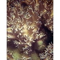 thumbnail image 2 of Mansfield, Kathy 12x14 Gold Ornate Wood Framed with Double Matting Museum Art Print Titled - Barrier Reef Coral I, 2 of 4