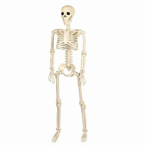 Zeiwohndc Ceiling Hanging Skeleton Life Size Human Body for Halloween Party Decoration
