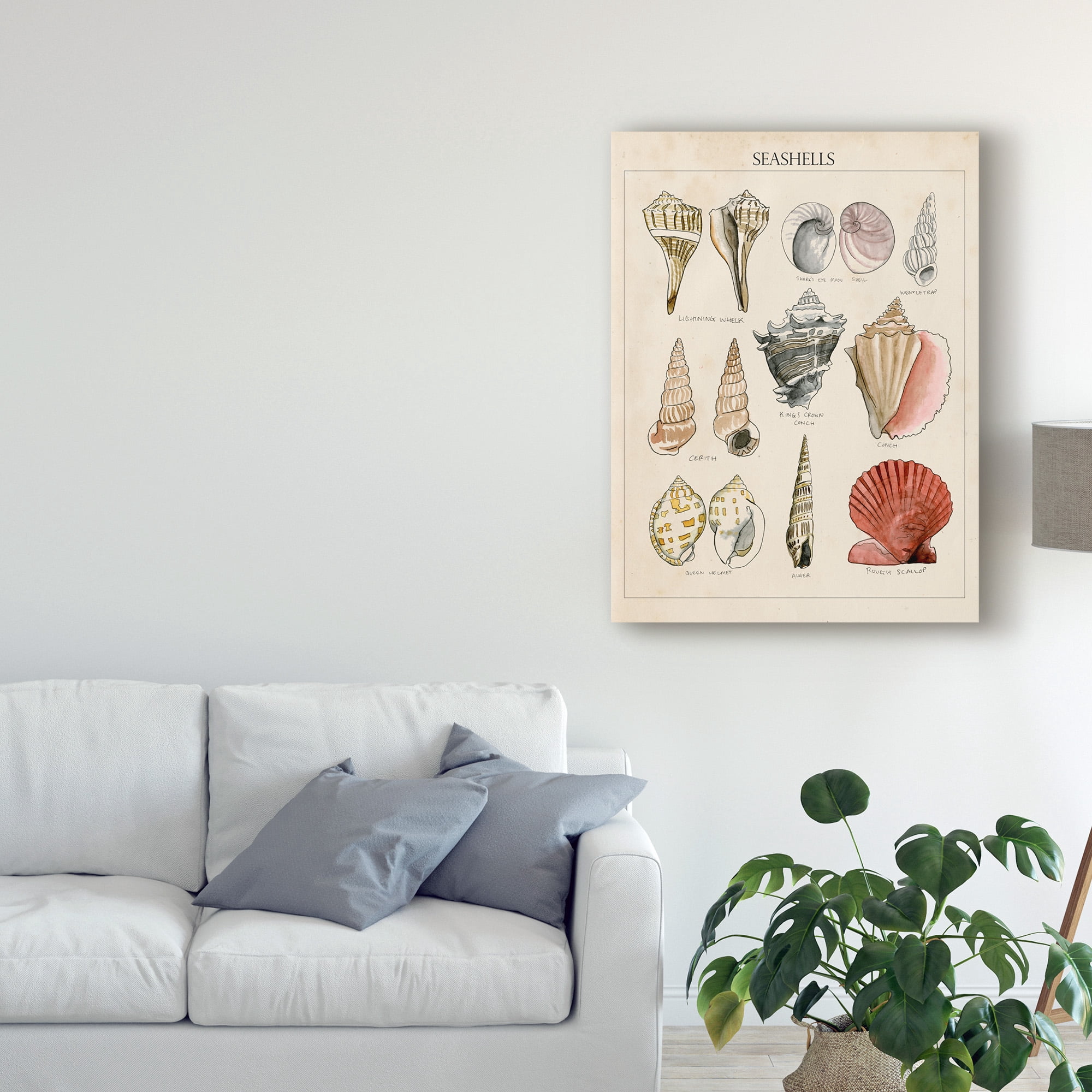 Trademark Fine Art 'Seashell Sketch II' Canvas Art by Naomi McCavitt