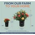 thumbnail image 3 of Nature's Way Farms Ixora Maui Duo (18-24 inches tall) in growers pot, 3 of 5