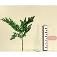 thumbnail image 2 of Raw Sola Wood Flowers - Centerpiece/Vase/Pot/Bouquet Fillers - -Leather Leaf Green, 2 of 6