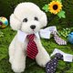 thumbnail image 3 of Lazo y corbata para mascotas, KOOLMOX corbata y lazo para perros negros con cuello camisero blanco, para tamaño mediano MFZFUKR CPB-US-YY656-1, 3 of 5