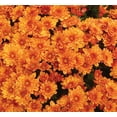 thumbnail image 5 of Expert Gardener Orange Mum Live Plant in 3.0QT Grower Pot, 5 of 6