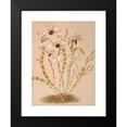thumbnail image 2 of Harriet Stewart Miner 14x18 Black Modern Framed Museum Art Print Titled - Dendrobium Ainsworthii (1885), 2 of 5