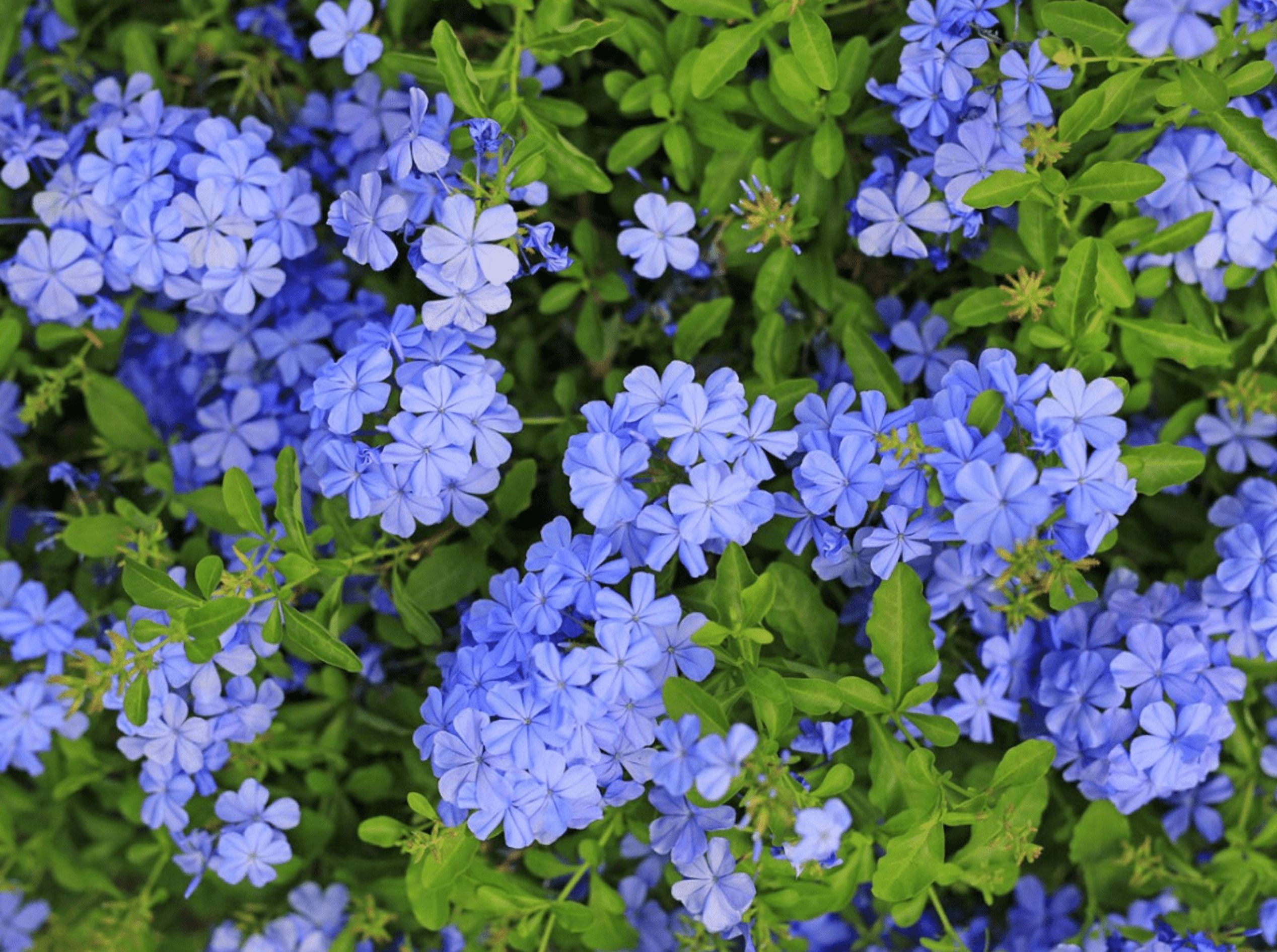 Pack of 2 Imperial Blue Plumbago Auriculata Live Starter Plants, Plumbago Auriculata, Cape Leadwort, Long-Blooming Sky-Blue Flowers, 4 to 6 Inch Tall, No Ship Pot