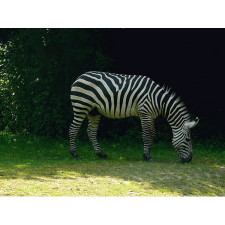 Stretch Zebra - canvas print wild safari zoo animal africa zebra stretched canvas 10 x 14