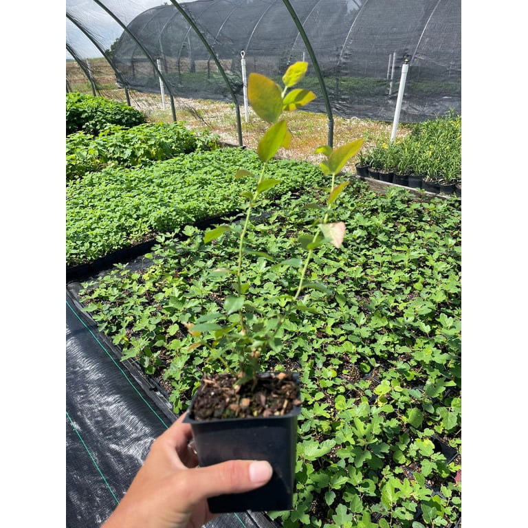 3 Legacy Blueberry Plants in a 3.5 inch Pot---Organically Grown---Ready For Planting!!!