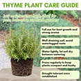 thumbnail image 2 of Set 2 Thyme Live Plant 3-6 Inch Tall, Fragrant Thyme Plants Live Seedling for Planting, Perennial Herb Plants Indoor Outdoor (French Thyme), 2 of 6