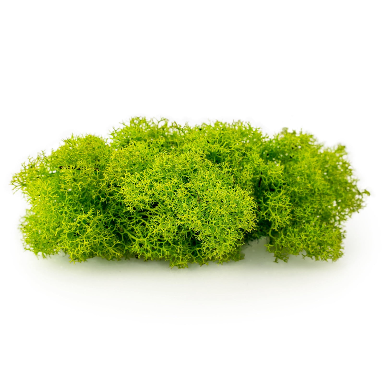 ⭐ Premium Preserved Reindeer Moss for Potted Plants, Terrariums, Fairy Gardens, Arts and Crafts or Floral Decor Design in SPRING GREEN (20 Quart Bag)
