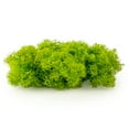 thumbnail image 2 of ⭐ Premium Preserved Reindeer Moss for Potted Plants, Terrariums, Fairy Gardens, Arts and Crafts or Floral Decor Design in SPRING GREEN (20 Quart Bag), 2 of 4