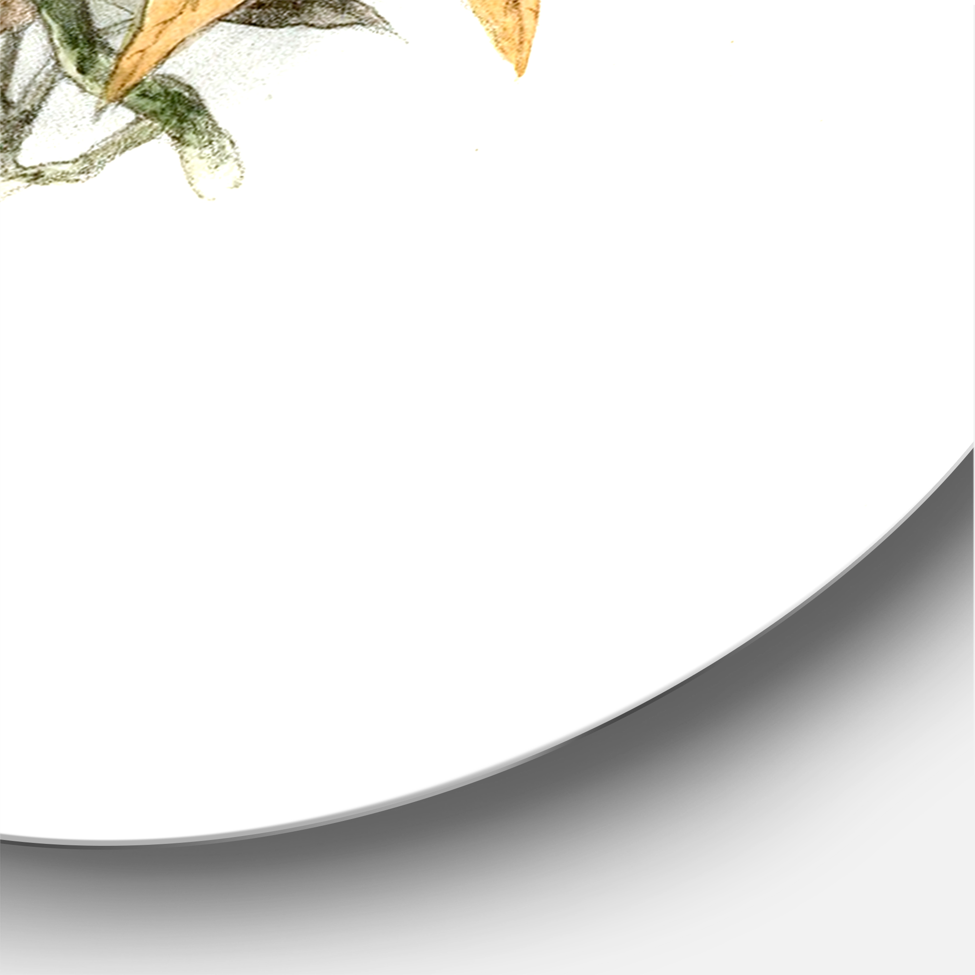 Designart 'Ancient Australian Birds XV' Traditional Circle Metal Wall Art 29x29 - Disc of 29