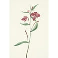 thumbnail image 3 of Mary Vaux Walcott 17x24 Black Modern Framed Museum Art Print Titled - Red Willowweed. Epilobium Latifolium (1925), 3 of 5
