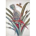 thumbnail image 2 of Merian, Sybilla 11x14 White Modern Wood Framed Museum Art Print Titled - Pineapple, Insects, plate 1, 2 of 4