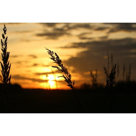 Outdoor Sun Face Wall Art Acrylic Face Mounted Prints Grass Abendstimmung Sun Evening Sky Sky Sunset Print 20 x 16. Worry Free Wall Installation - Shadow Mount is Included. ()