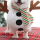 thumbnail image 4 of Disfraz de muñeco de nieve navideño para mascotas Disfraz de muñeco de nieve para perro Ropa navideña para perros Perro Gato Mascota para Navidad Cosplay Adecuado para, 4 of 5
