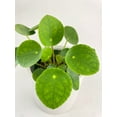 thumbnail image 4 of Pilea Peperomioides (Friendship Chinese Money Plant) - Live Air-Purifying Indoor Plant in Nursery Pot – Easy Care, Low Maintenance Houseplant for Home & Office Decor, Natural Air Cleaner, Best for, 4 of 11