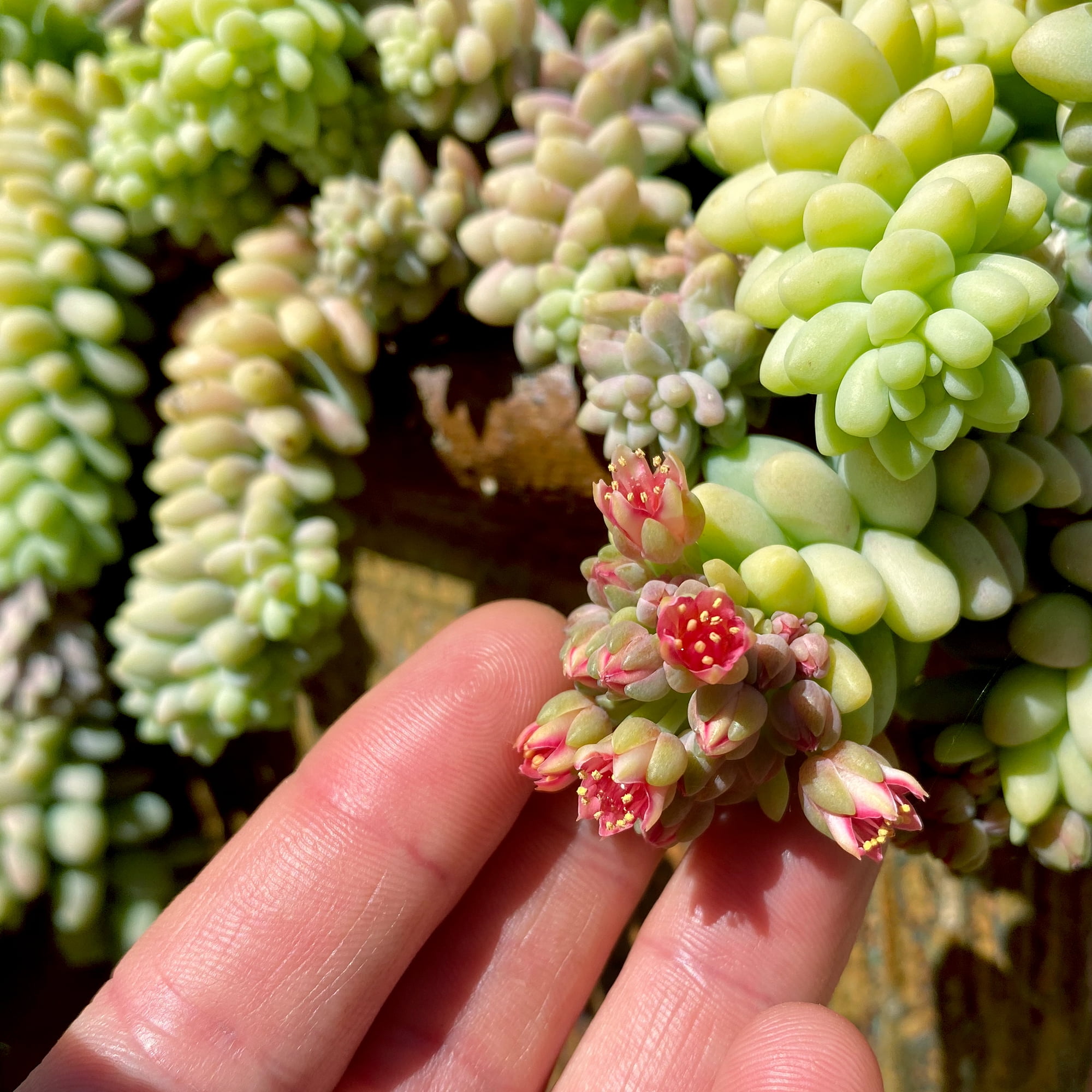 Element by Altman Plants Sedum Burrito Succulent, Live Houseplant, 6 in Hanging Basket