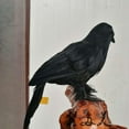 thumbnail image 3 of Modelo de Pájaro de Cuervos Yotijar cuervos de halloween, 3 of 10