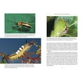 thumbnail image 4 of Bringing Nature Home, Douglas W. Tallamy Paperback, 4 of 5