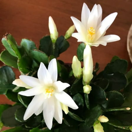 White Easter Cactus Plants 4-8 Inch, Drought Tolerant Easter Cactus Plant Live for Indoor Planting