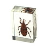 Ed Speldy East PW105 Real Bug Paperweight Regular-small-Bamboo weevil