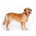 thumbnail image 4 of Reflective Dog Collar 8 Colors Soft Neoprene Padded Breathable Nylon Pet Collar Adjustable for Small Medium Large Dogs, 4 of 5