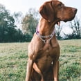 thumbnail image 3 of Reflective Martingale Dog Collars, Adjustable Soft Neoprene Padded Breathable Nylon Pet Collar for Puppy, Medium and Large Dogs,Rose Red,L, 3 of 5