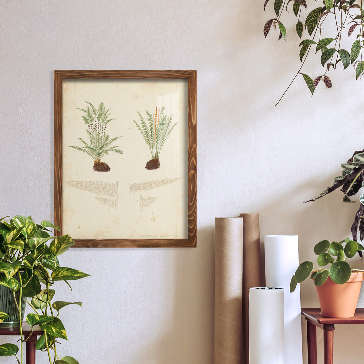 Fern Study III -Framed Print w/glass-Walnut