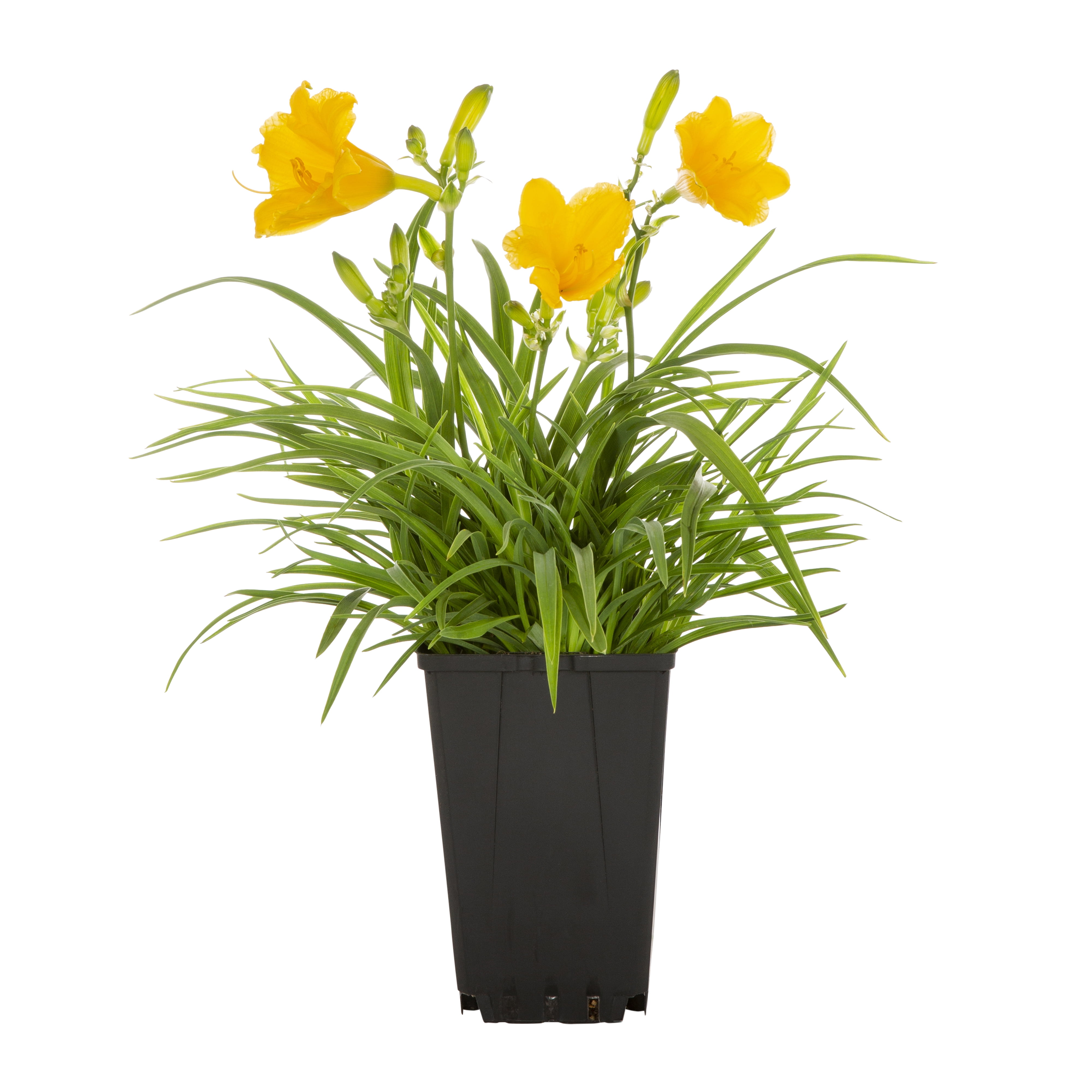 Expert Gardener 1QT Yellow Daylily Live Perennial Plant Sun 5 -Pack