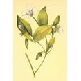thumbnail image 2 of PI Collection 11x14 Gold Ornate Wood Framed with Double Matting Museum Art Print Titled - Wild Mock, 2 of 4