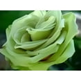 thumbnail image 5 of 20+ Green Rose Rosa Flowers Seeds Bush Shrub Perennial Flower, 5 of 6