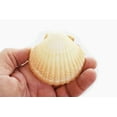 thumbnail image 5 of 24 Large Mexican Deep Cup Scallop Shells (3-3.5") Baking, Beach Crafts & Decor, Restaurant Style Seafood Appetizer, 5 of 5