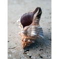 thumbnail image 2 of Ray, Elena 25x32 Gold Ornate Wood Framed with Double Matting Museum Art Print Titled - Gifts of the Shore II, 2 of 4
