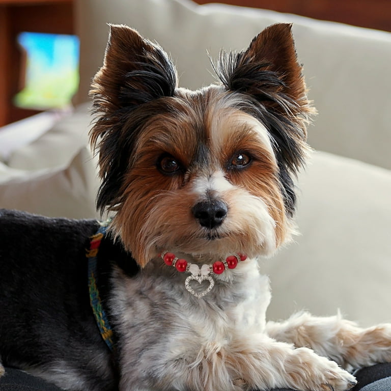 Low profile dog collar hotsell