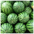 thumbnail image 5 of Everwilde Farms - 20 Organic Dixie Queen Watermelon Seeds - Gold Vault Jumbo Bulk Seed Packet, 5 of 5
