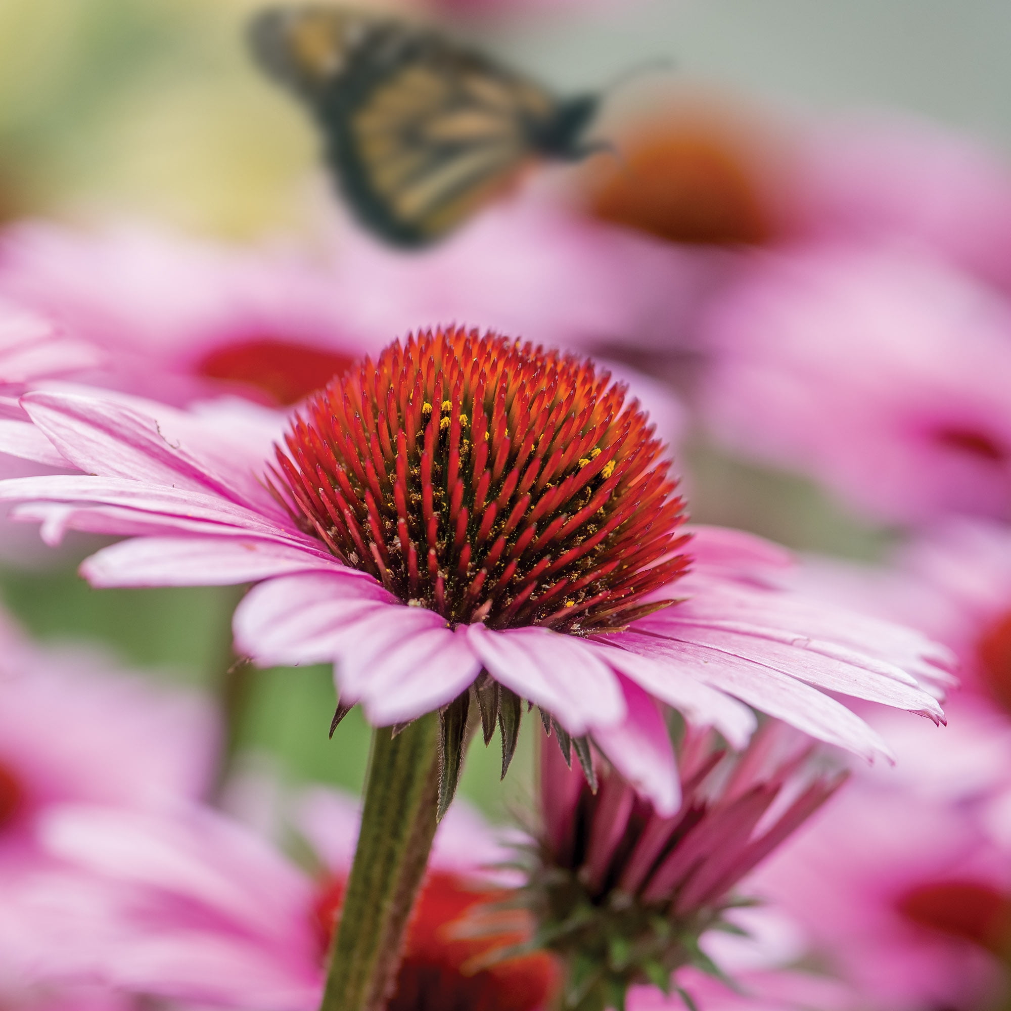 Burpee Bird and Butterfly Garden Starter Garden Flower Seed Collection, 1-Pack