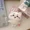 D, variant on Chikawas Plush Pendant Toy Fluffy Doll Stuffed Kawaii Figure Plushie Peluche Bag Pendant