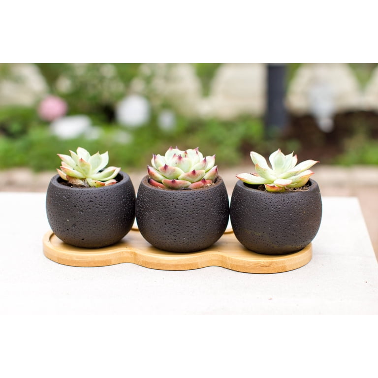 little pots for succulents Honey Bubbles - Live Mini Succulent Garden in Ceramic Pots