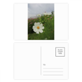 thumbnail image 1 of White Cosmos Art Deco Fashion Postcard Set Birthday Mailing Thanks Greeting Card, 1 of 3