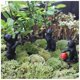 thumbnail image 2 of Enchufe De Tierra De Gato De Resina, 6 Uds., Microadornos, Paisaje De Jardín Luminoso, Simulación De Resina Animal Enchufable Diy Para Decoraciones De Césped Serendint HA036285-00, 2 of 6