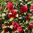 thumbnail image 6 of National Plant Network 1 gal Professor Sargent Camellia Japonica Live Shrub with Partial Shade, 6 of 6
