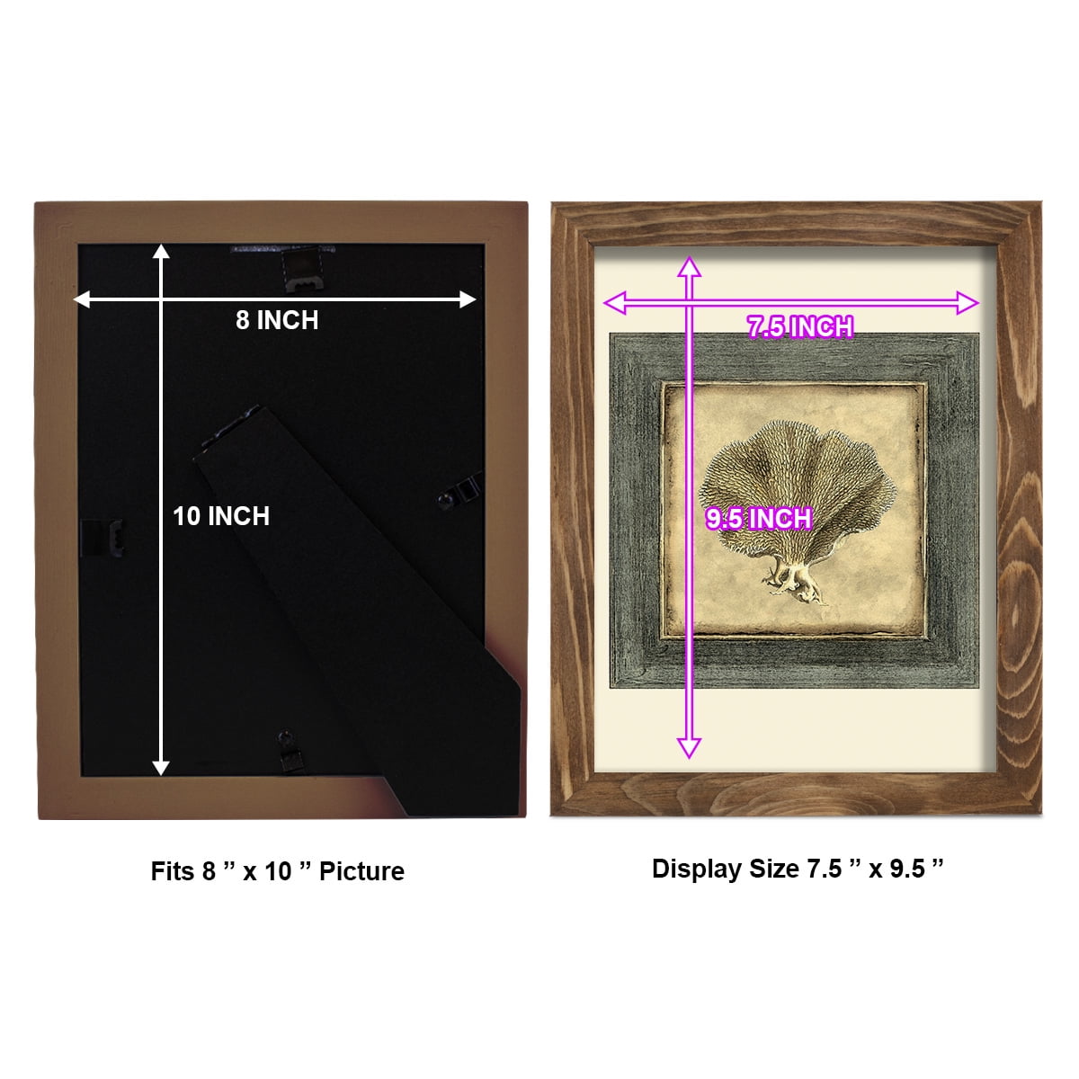 Mini Exotic Coral VI (U) - Framed Print w/glass - Walnut