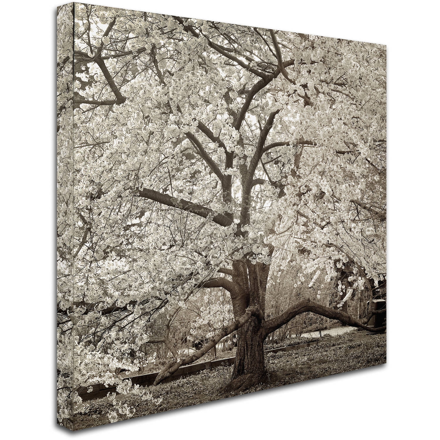 Trademark Fine Art "Hampton Magnolia II" Canvas Art by Alan Blaustein