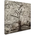 thumbnail image 2 of Trademark Fine Art "Hampton Magnolia II" Canvas Art by Alan Blaustein, 2 of 3