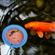 thumbnail image 4 of ColoMX Anillo de alimentación flotante de 3 piezas Círculo de alimentación de plástico para acuario de tanques de pescado, 4 of 7