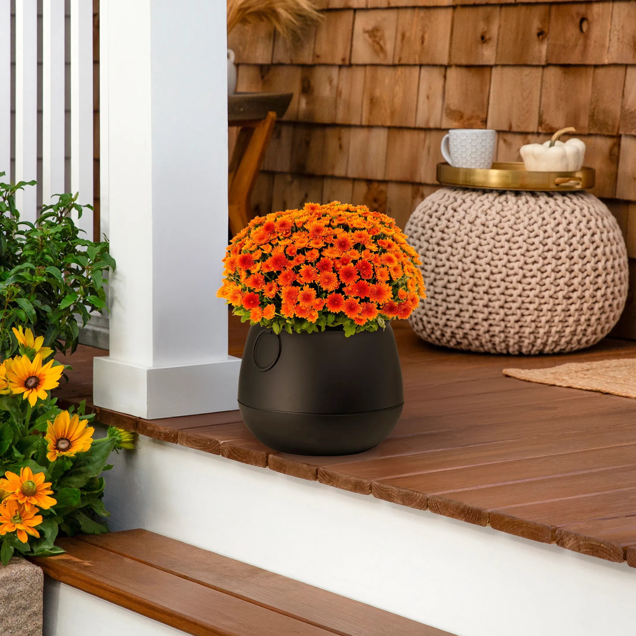 Expert Gardener 12" Orange Garden Mum Live Plant in Halloween Cauldron Planter