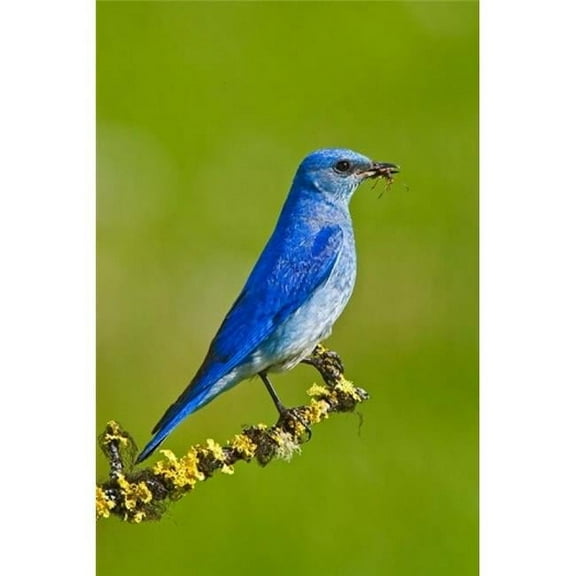 Posterazzi PDDCN02LDI0049 British Columbia Mountain Bluebird with Caterpillars Poster Print by Larry Ditto - 18 x 26 in.